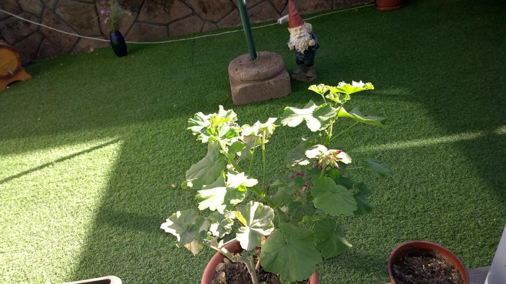 Bed & Breakfast Blumen Haus Santiago de Chile Exterior foto