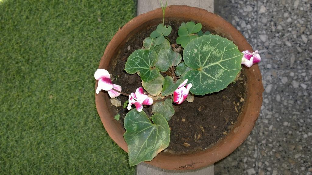Bed & Breakfast Blumen Haus Santiago de Chile Exterior foto